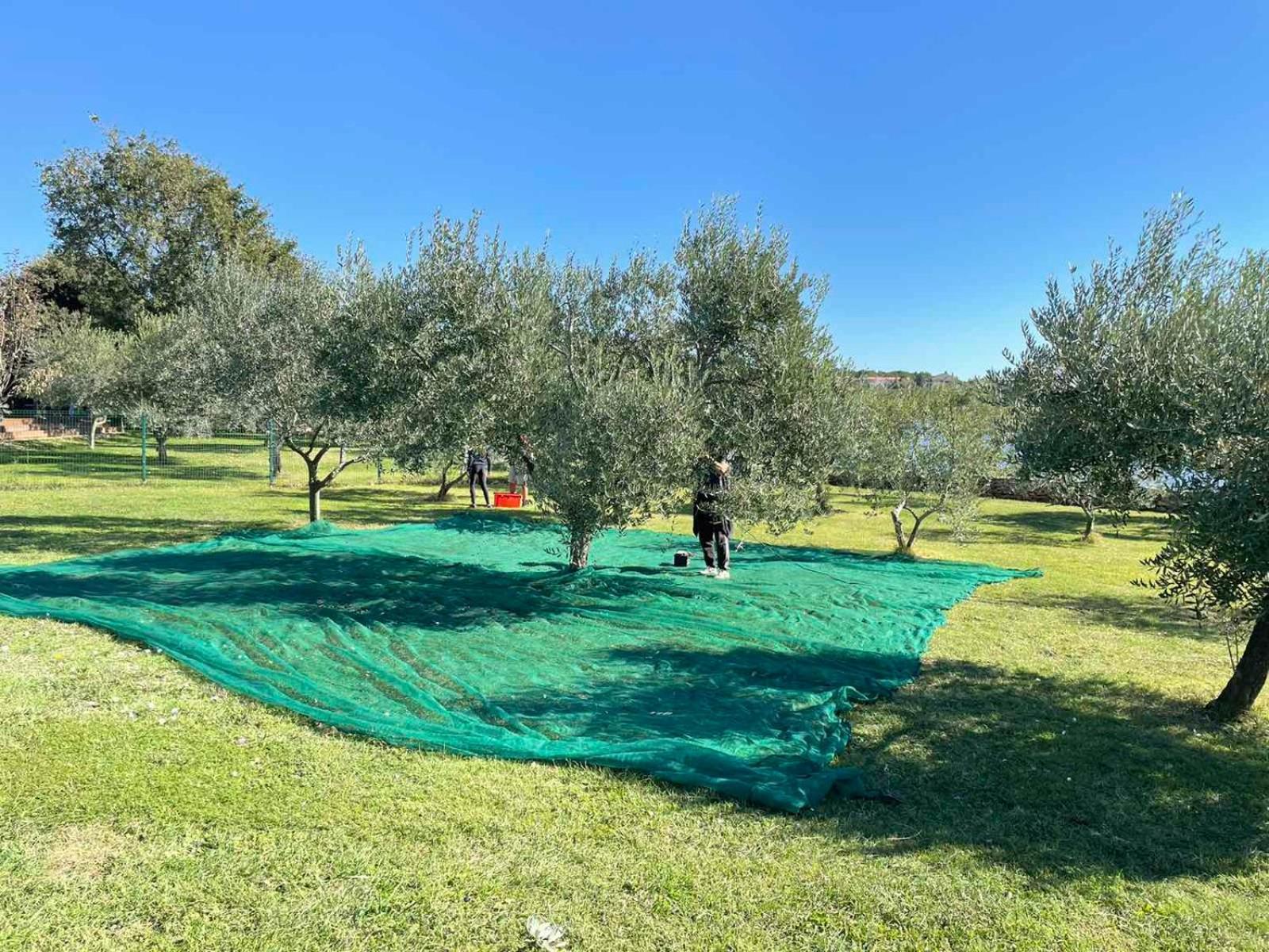 Beach House Ive With Jacuzzi, Pool, Playground And Bbq In An Olive Grove With A Beach, Pomer - Istria Exterior photo